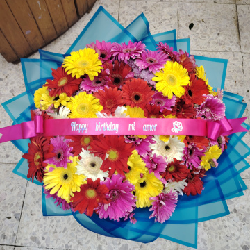 Buchon gerbera